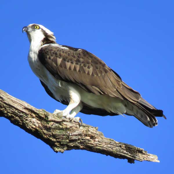 why are ospreys endangered