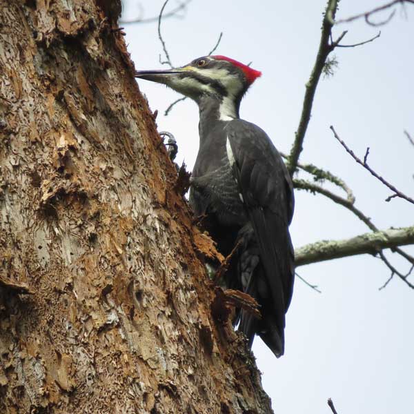 pileated woodpecker pronunciation